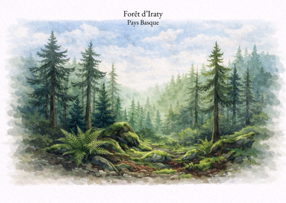 Illustration aquarelle Candèras Forêt d’Iraty représentant une clairière boisée du Pays basque, avec sapins, fougères, rochers couverts de mousse et lumière douce filtrant entre les arbres.