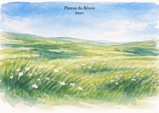 Carte postale Candèras Plateau du Bénou, illustration aquarelle d’une prairie du Béarn avec fleurs et collines